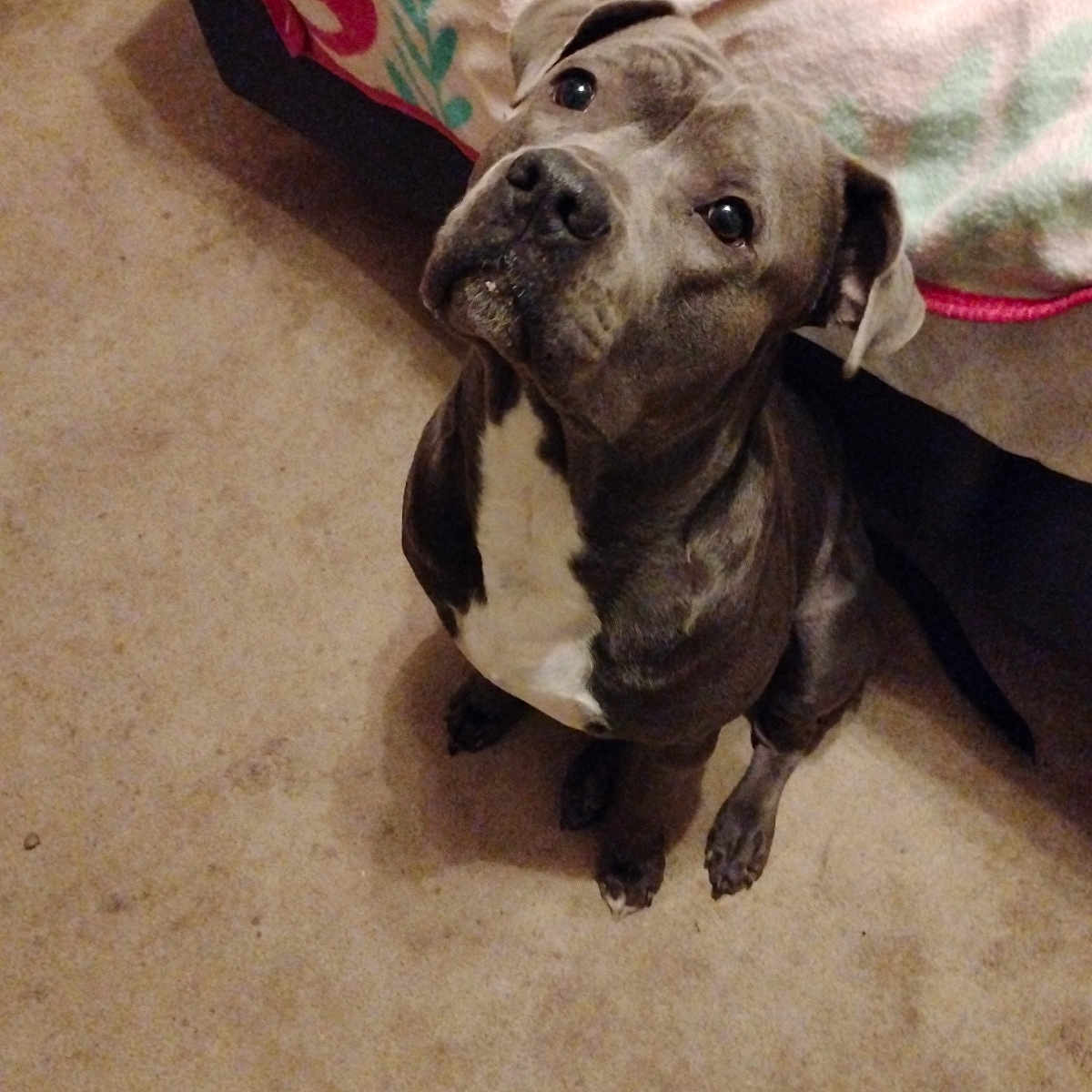 Rome joined the competition — help win amazing prizes! dog, pet, indoor, carpet, bed, blanket, curious, looking_up, canine, animal, domestic, companion, brown, white, fur, ears, floor, cute, sitting, house