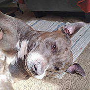 Beast Barkley is registered to the contest to win money with this photo: dog, pet, indoor, carpet, sunlight, relaxed, close_up, brown_fur, white_markings, ears, nose, animal, canine, laying_down, cozy, home, floor, resting, portrait, domestic