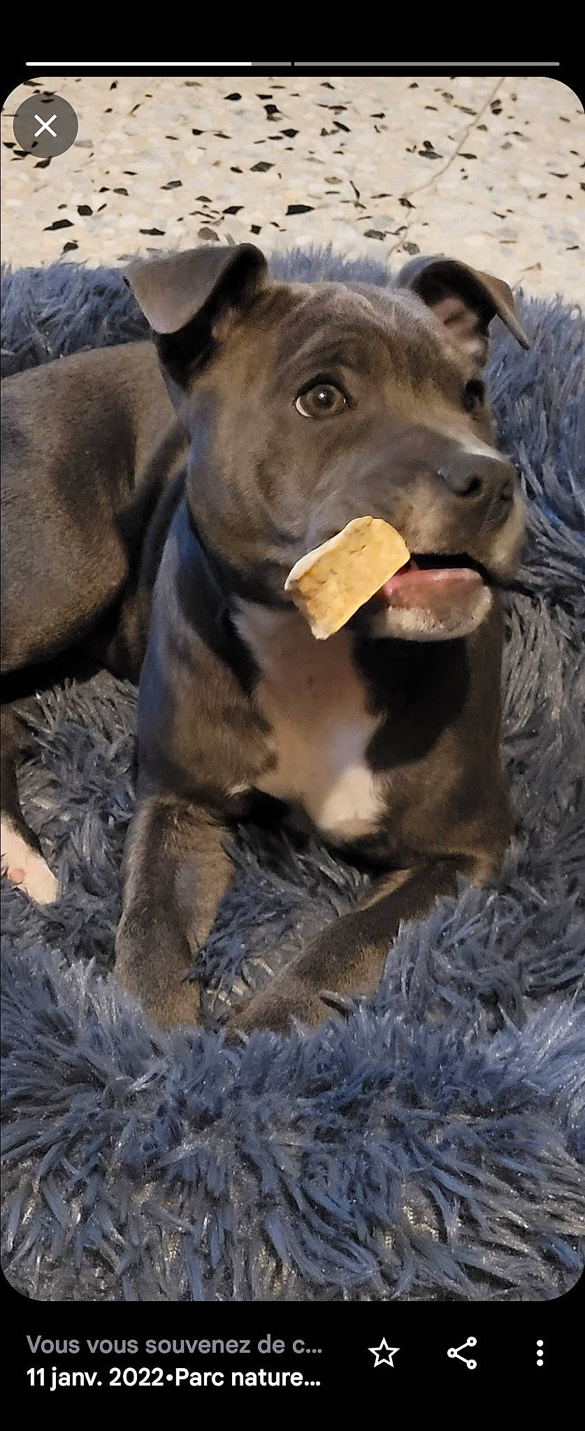 Sahya participe au concours pour gagner de l'argent avec cette photo : canidae, carnivore, collar, companion_dog, dog, dog_breed, dog_collar, fawn, fur, grass, hunting_dog, jaw, liver, natural_material, non_sporting_group, snout, sporting_group, terrestrial_animal, whiskers, working_animal