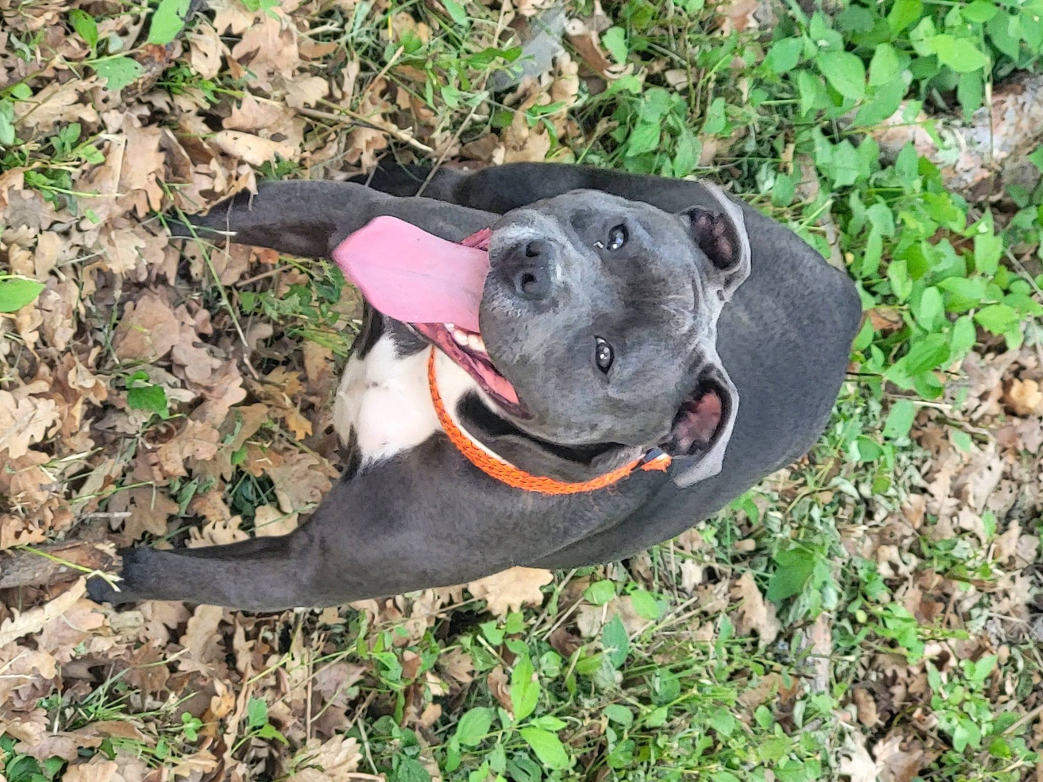 Sahya participe au concours pour gagner de l'argent avec cette photo : borador, canidae, carnivore, collar, companion_dog, dog, dog_breed, dog_collar, dog_supply, fashion_accessory, fawn, grass, leash, personal_protective_equipment, pet_supply, plant, snout, sporting_group, tail, working_animal