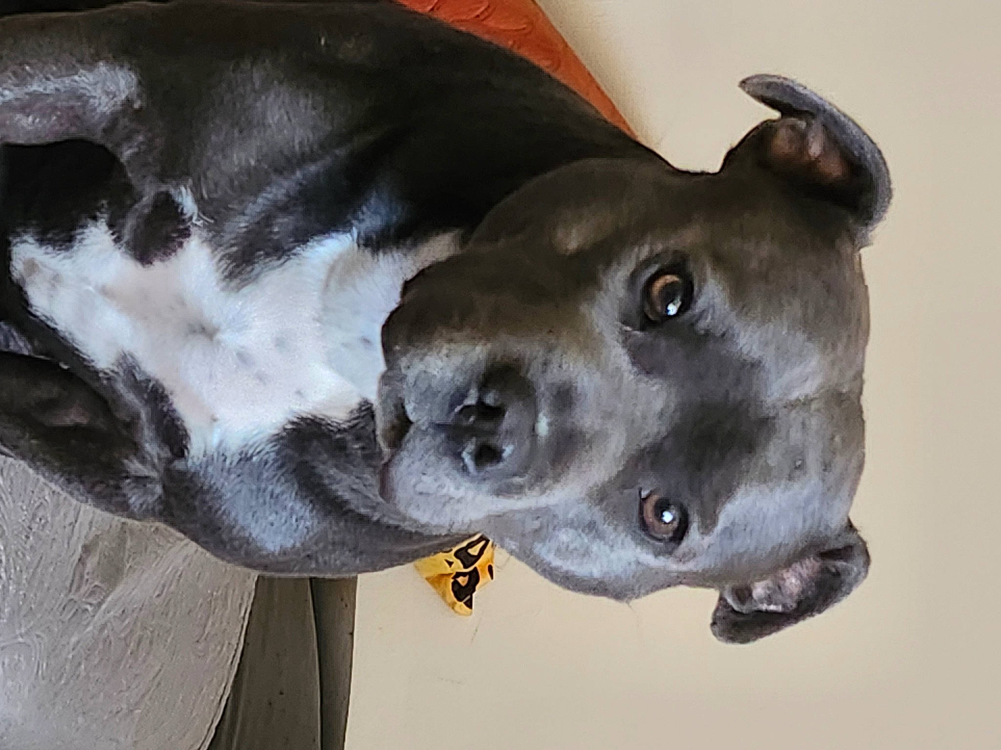 Sayha participe au concours pour gagner de l'argent avec cette photo : borador, canidae, carnivore, collar, dog, dog_breed, dog_collar, fawn, non_sporting_group, pet_supply, snout, sporting_group, terrestrial_animal, whiskers, working_animal