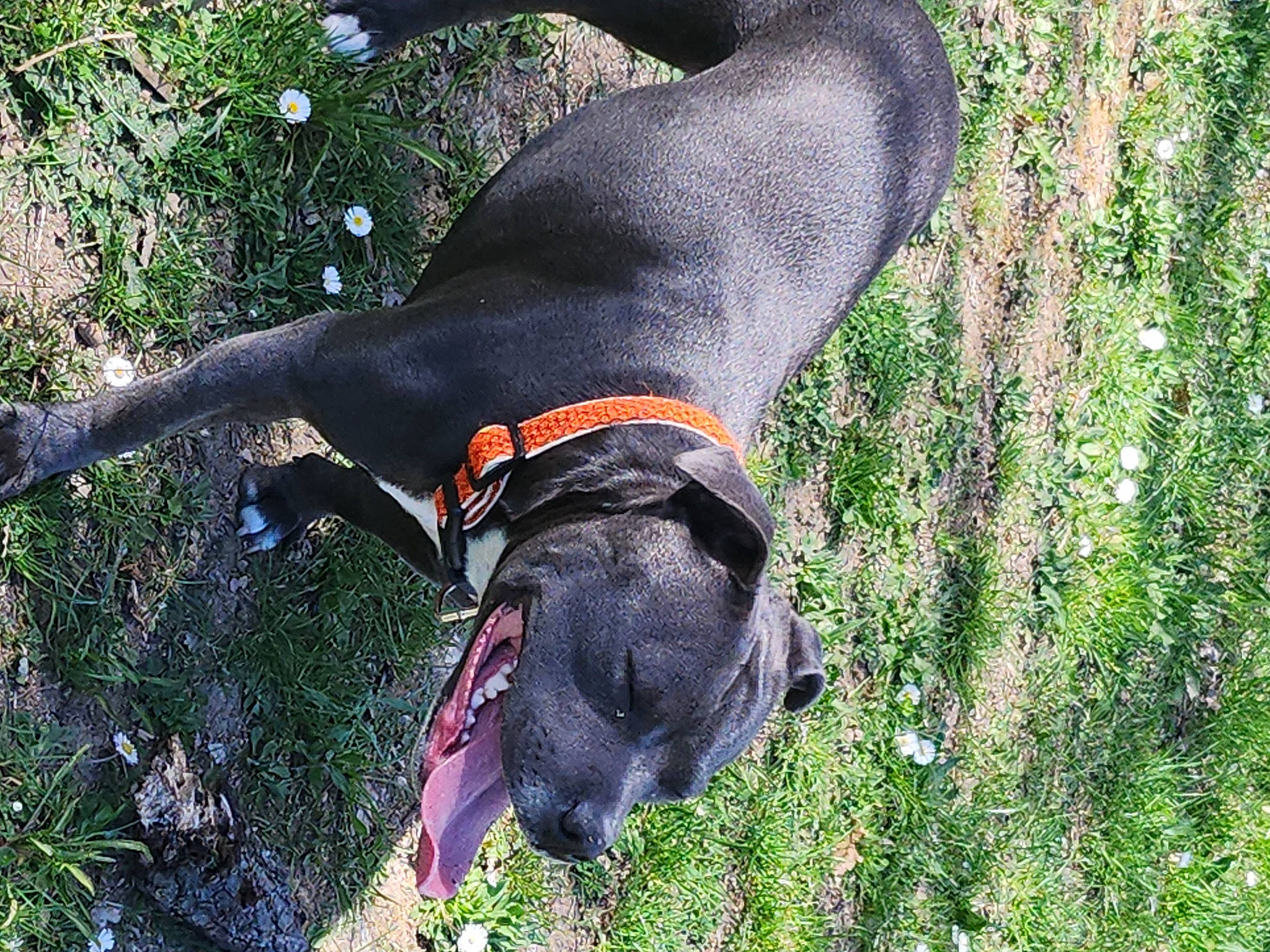 Sayha participe au concours pour gagner de l'argent avec cette photo : canidae, carnivore, collar, companion_dog, dog, dog_breed, dog_collar, dog_supply, fashion_accessory, fawn, grass, leash, liver, pet_supply, plant, sporting_group, tail, webbing, working_animal, working_dog