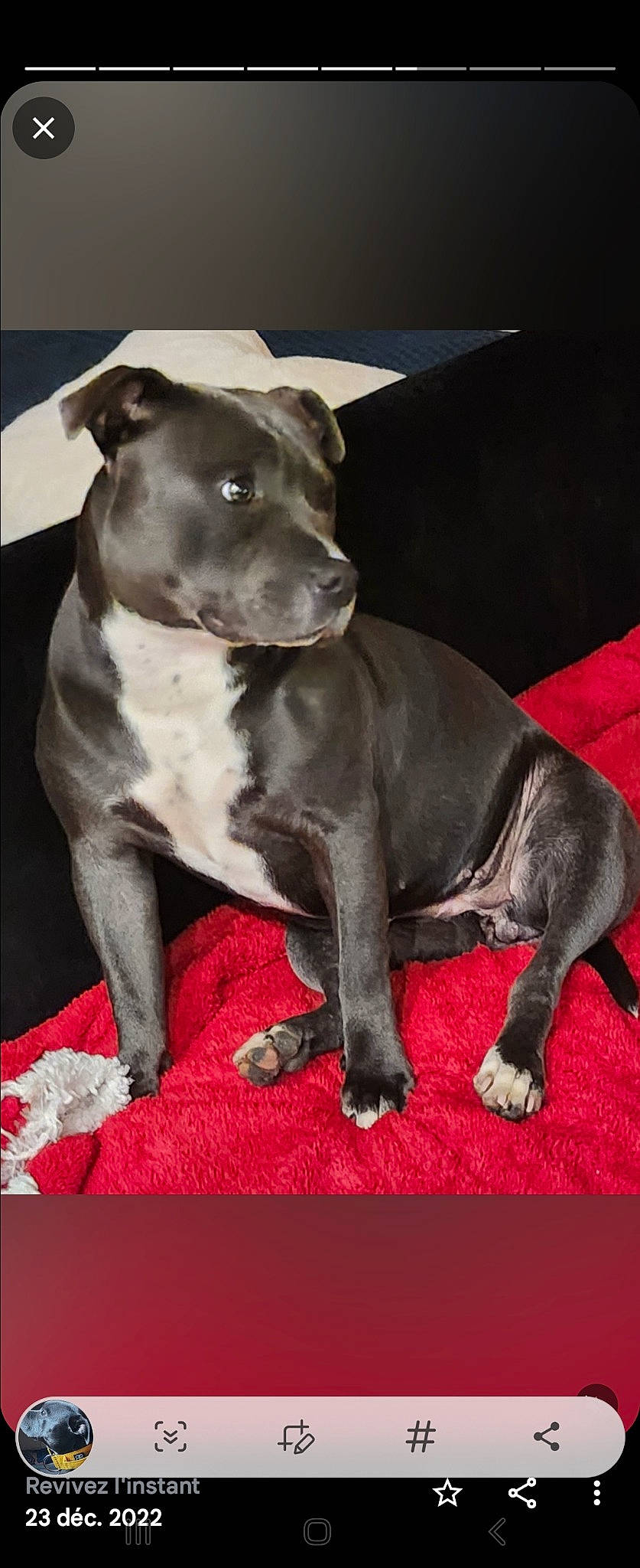 Sayha a rejoint le concours — aidez-le/la à gagner de superbes lots ! ancient_dog_breeds, canidae, carnivore, collar, companion_dog, dog, dog_breed, dog_collar, fawn, fur, guard_dog, liver, molosser, non_sporting_group, snout, sporting_group, tail, terrestrial_animal, whiskers, working_animal