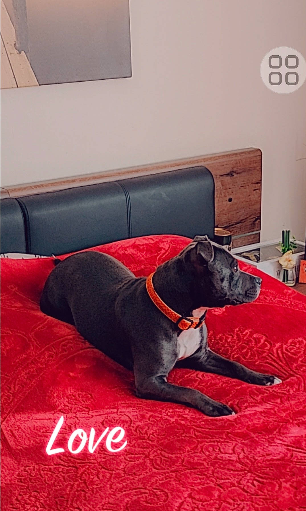 Sahya a rejoint le concours — aidez-le/la à gagner de superbes lots ! carmine, carnivore, carpet, collar, comfort, companion_dog, couch, dog, dog_breed, door_mat, floor, flooring, hardwood, liver, pet_supply, rectangle, room, studio_couch, wood, working_animal