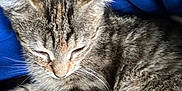 Bebene participe au concours pour gagner de l'argent avec cette photo : animal, blue_fabric, cat, closeup, cozy, cute, domestic_cat, ears, feline, fur, kitten, nap, peaceful, pet, resting, sleeping, soft_texture, tabby, whiskers, young_cat