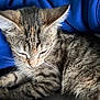 animal, blue_fabric, cat, closeup, cozy, cute, domestic_cat, ears, feline, fur, kitten, nap, peaceful, pet, resting, sleeping, soft_texture, tabby, whiskers, young_cat