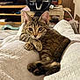 animal, blanket, cat, cute, ears, feline, floor_tile, furniture, gaming_steering_wheel, home, indoor, kitten, paws, pet, relaxing, resting, shelf, soft_texture, tabby, whiskers