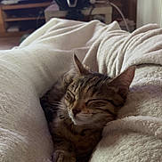 Bebene a rejoint le concours — aidez-le/la à gagner de superbes lots ! animal, blanket, cat, comfort, couch, cozy, eyes_closed, furniture, home, indoor, living_room, pet, relaxation, remote_control, rest, sleeping, soft_texture, steering_wheel, tabby_cat, television