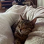 animal, blanket, cat, comfort, couch, cozy, eyes_closed, furniture, home, indoor, living_room, pet, relaxation, remote_control, rest, sleeping, soft_texture, steering_wheel, tabby_cat, television