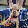 dog, puppy, french_bulldog, close_up, blanket, indoor, pet, cute, ears, collar, tag, animal, face, fur, looking, expression, resting, young, domestic_animal, mammal