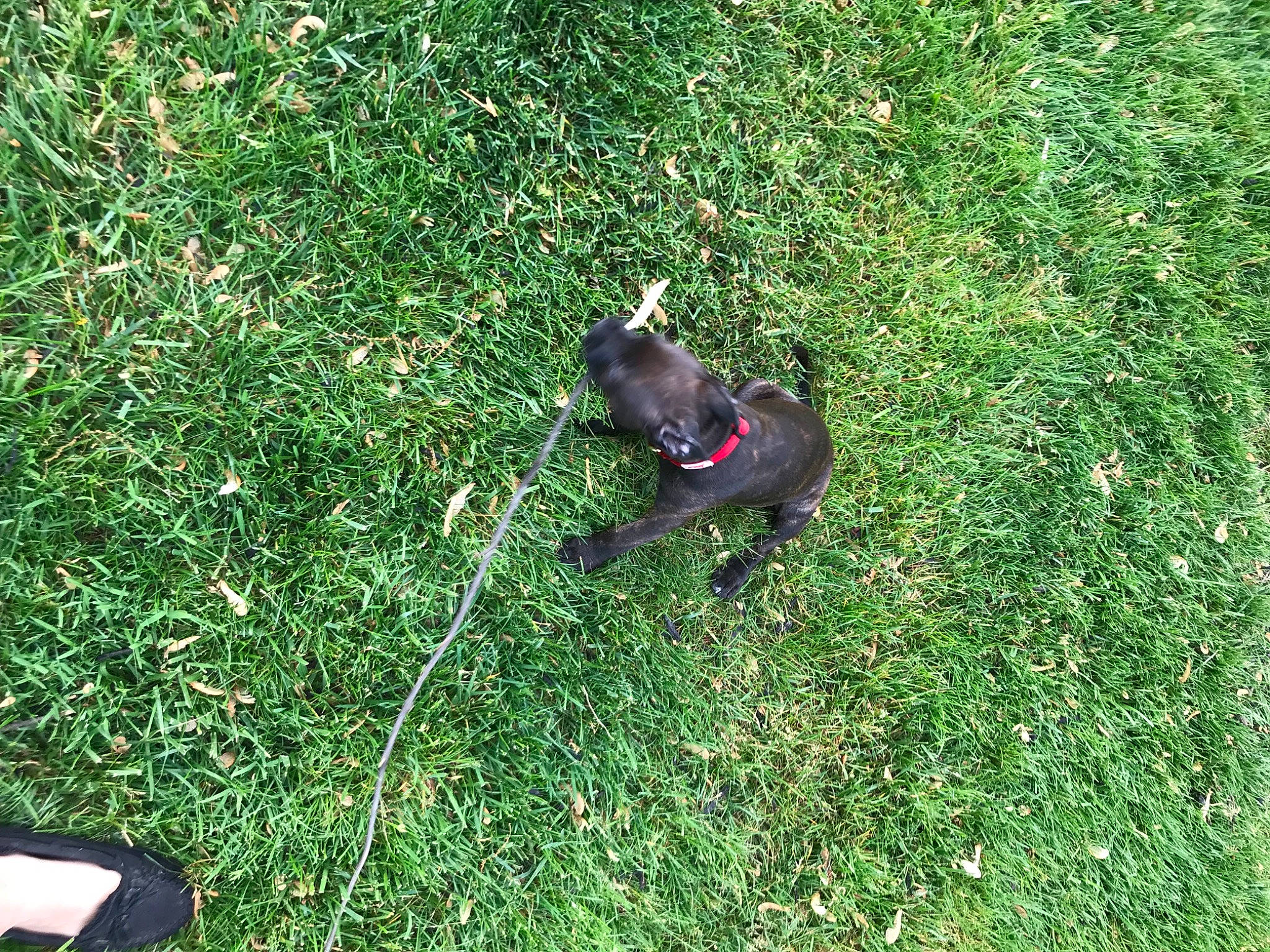 Rocket joined the competition — help win amazing prizes! artificial_turf, carnivore, companion_dog, dog, dog_breed, grass, grassland, groundcover, herbaceous_plant, lawn, leash, non_sporting_group, plant, shadow, shrub, sporting_group, tail, terrestrial_animal, toy_dog, working_animal