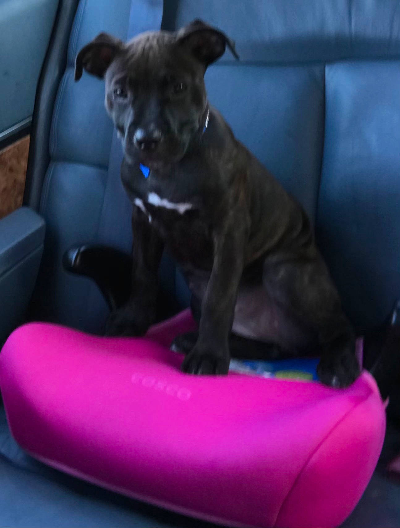 Rocket is registered to the contest to win money with this photo: auto_part, blue, canidae, car_seat, carnivore, comfort, companion_dog, couch, dog, dog_breed, dog_supply, family_car, magenta, pet_supply, pink, purple, snout, sporting_group, toy_dog, working_animal