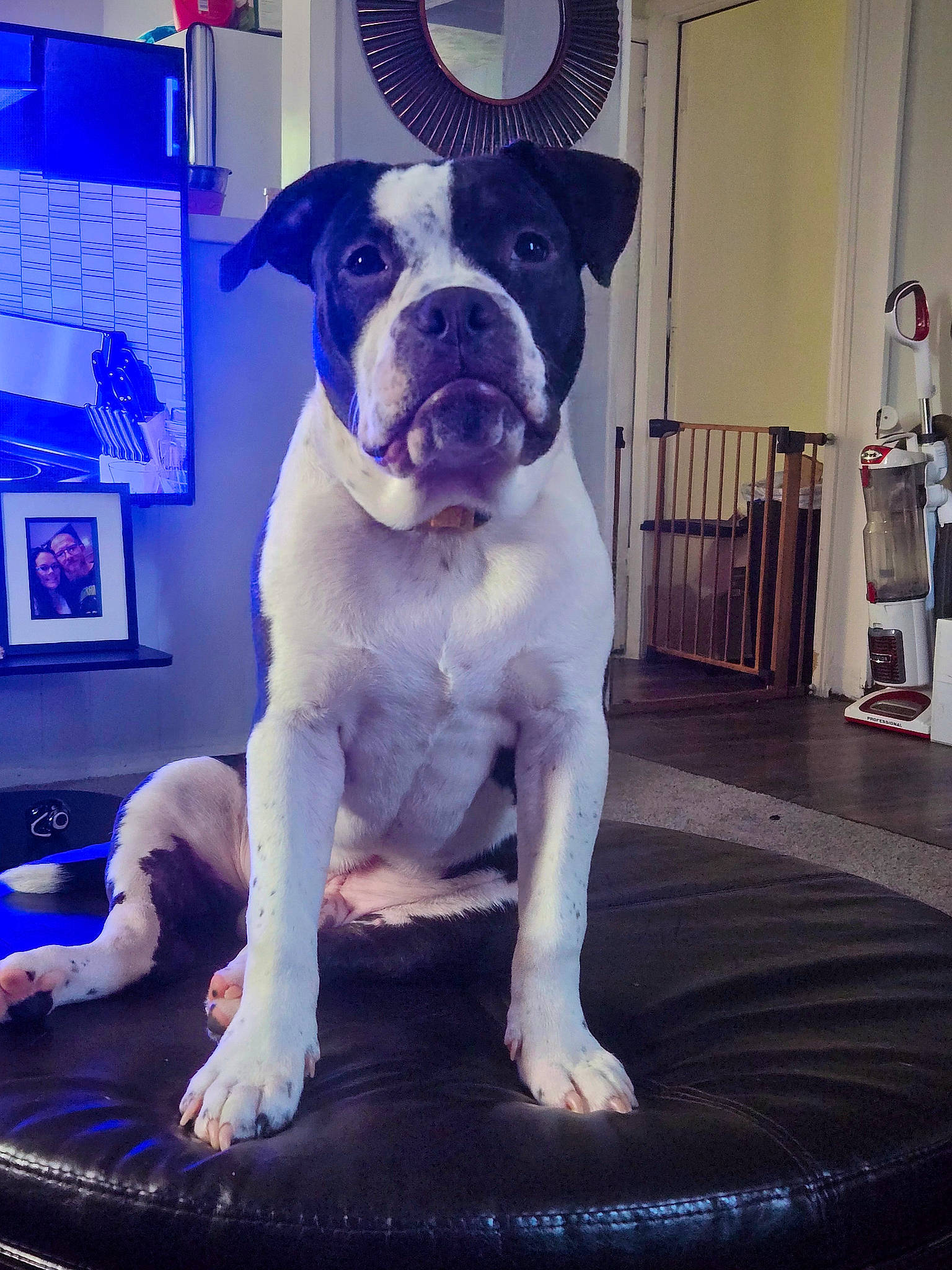 Bowser is registered to the contest to win money with this photo: art, blue, canidae, carnivore, collar, companion_dog, dog, dog_breed, dog_collar, fawn, flooring, fur, giant_dog_breed, molosser, picture_frame, snout, sporting_group, whiskers, window, working_animal