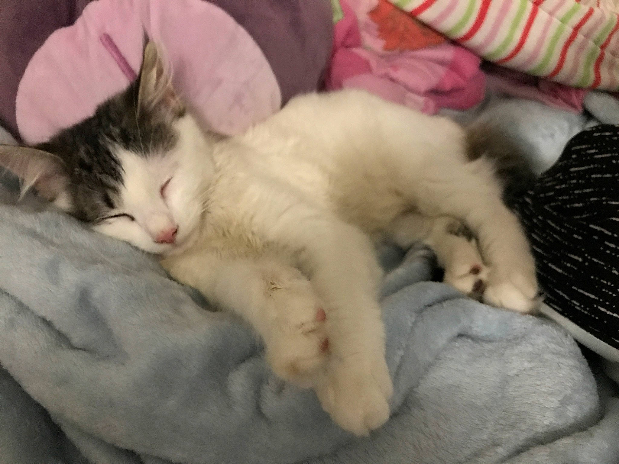 Diamond Rose joined the competition — help win amazing prizes! aegean_cat, asian, burmilla, carnivore, cat, claw, felidae, fur, kitten, mammal, nap, nose, ojos_azules, paw, polydactyl_cat, ragdoll, sleep, small_to_medium_sized_cats, turkish_van, whiskers