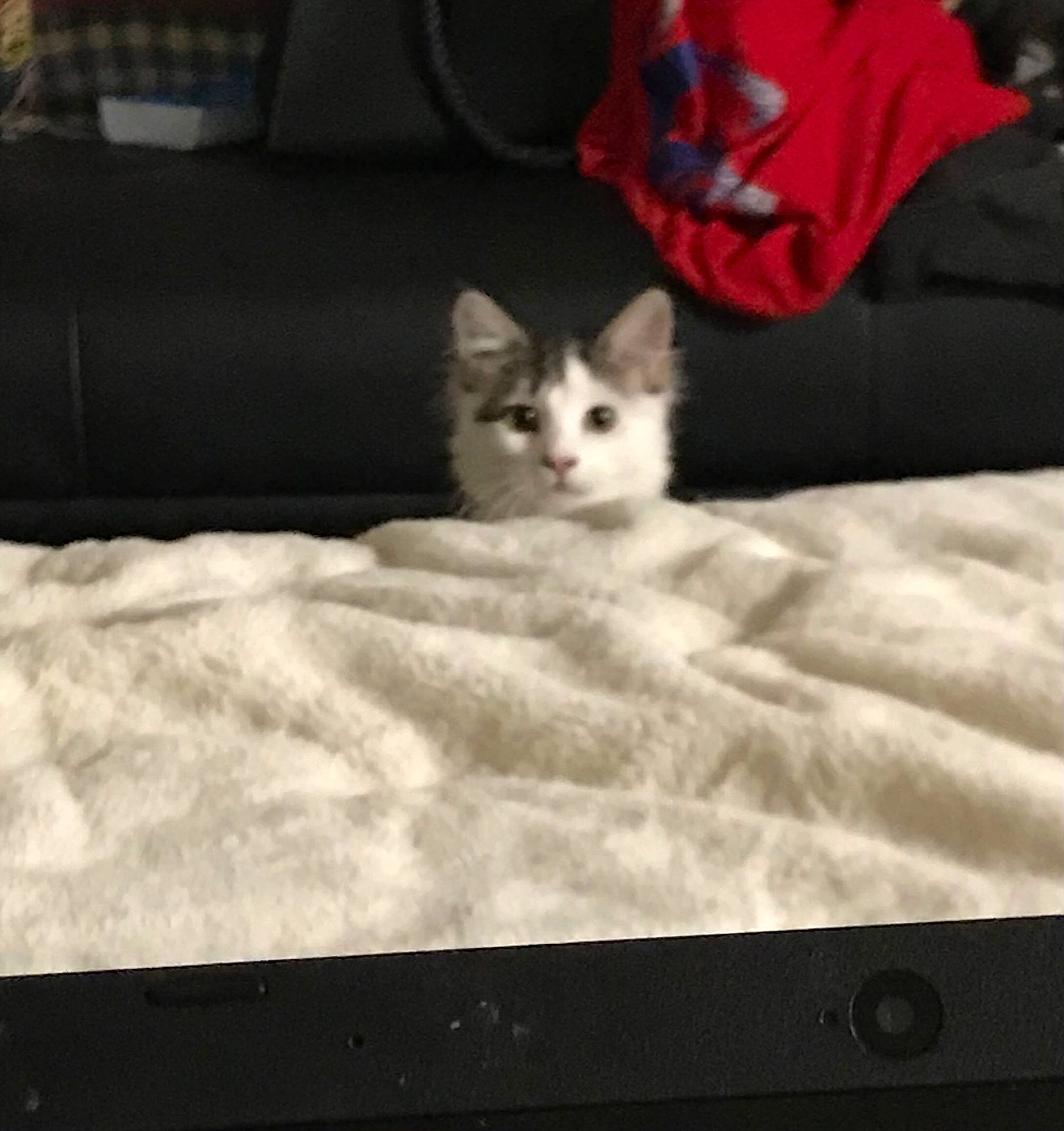 Diamond Rose is registered to the contest to win money with this photo: black_and_white, carnivore, cat, couch, ear, felidae, floor, flooring, fur, furniture, kitten, norwegian_forest_cat, sky, small_to_medium_sized_cats, snapshot, table, tail, textile, turkish_angora, whiskers