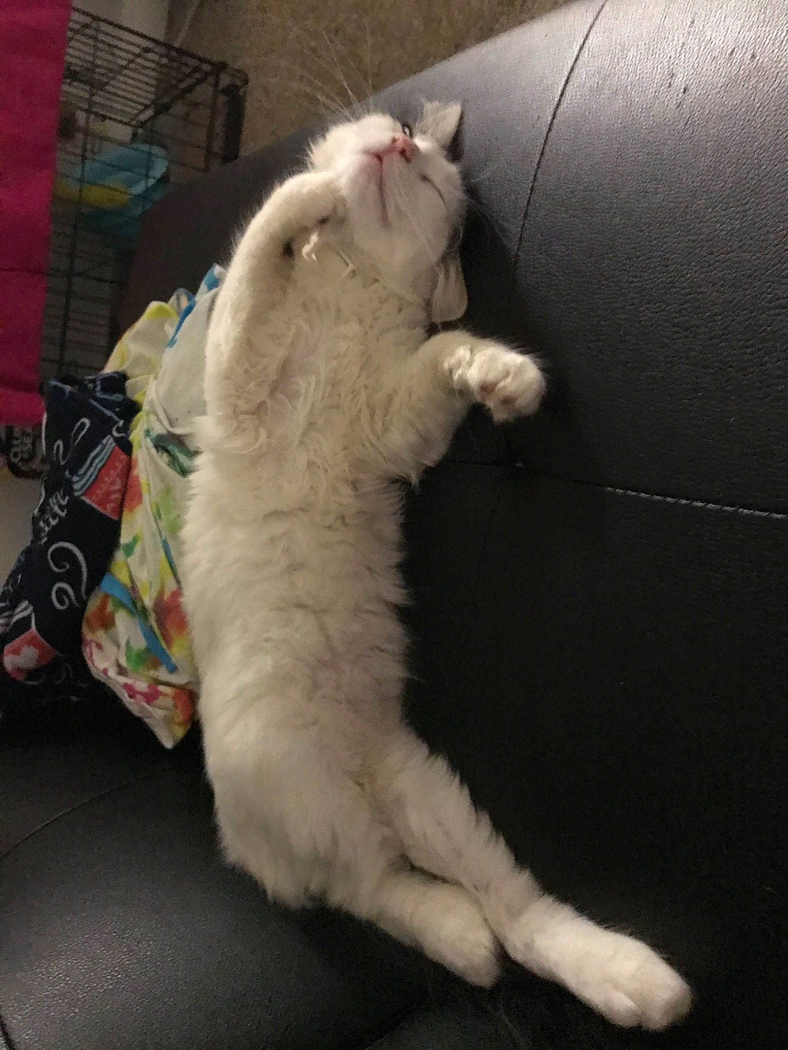 Diamond Rose is registered to the contest to win money with this photo: american_curl, carnivore, cat, claw, felidae, fur, mammal, paw, persian, small_to_medium_sized_cats, tail, turkish_angora, turkish_van, whiskers