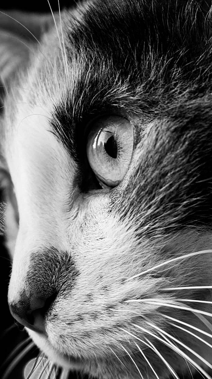 Alex joined the competition — help win amazing prizes! carnivore, cat, close_up, darkness, domestic_short_haired_cat, eyelash, felidae, fur, grey, iris, monochrome, monochrome_photography, paw, photography, small_to_medium_sized_cats, snout, terrestrial_animal, whiskers, wildlife