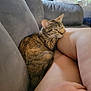 Nyx is registered to the contest to win money with this photo: cat, tabby_cat, couch, gray_couch, legs, human_hand, indoor, pet, feline, relaxed, cozy, fur, whiskers, comfort, home, living_room, resting, close_up, animal, companion