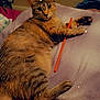 Nyx is registered to the contest to win money with this photo: cat, tabby, indoor, pillow, blanket, orange_straw, relaxed, pet, feline, bedroom, striped, fur, whiskers, ears, claws, lying_down, cozy, stars, magic_effect, home
