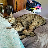 Nyx is registered to the contest to win money with this photo: cat, tabby, sleeping, bed, pillow, plaid, blanket, furniture, nightstand, bottle, candle, clothes, stack, indoor, cozy, fur, resting, pet, animal, peaceful