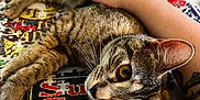 Nyx is registered to the contest to win money with this photo: cat, tabby_cat, puzzle, table, human_arm, whiskers, curious_eyes, indoor, relaxation, pet, feline, brown_fur, striped, closeup, animal, domestic_animal, playing, stacked_boxes, hand, resting