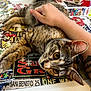 cat, tabby_cat, puzzle, table, human_arm, whiskers, curious_eyes, indoor, relaxation, pet, feline, brown_fur, striped, closeup, animal, domestic_animal, playing, stacked_boxes, hand, resting