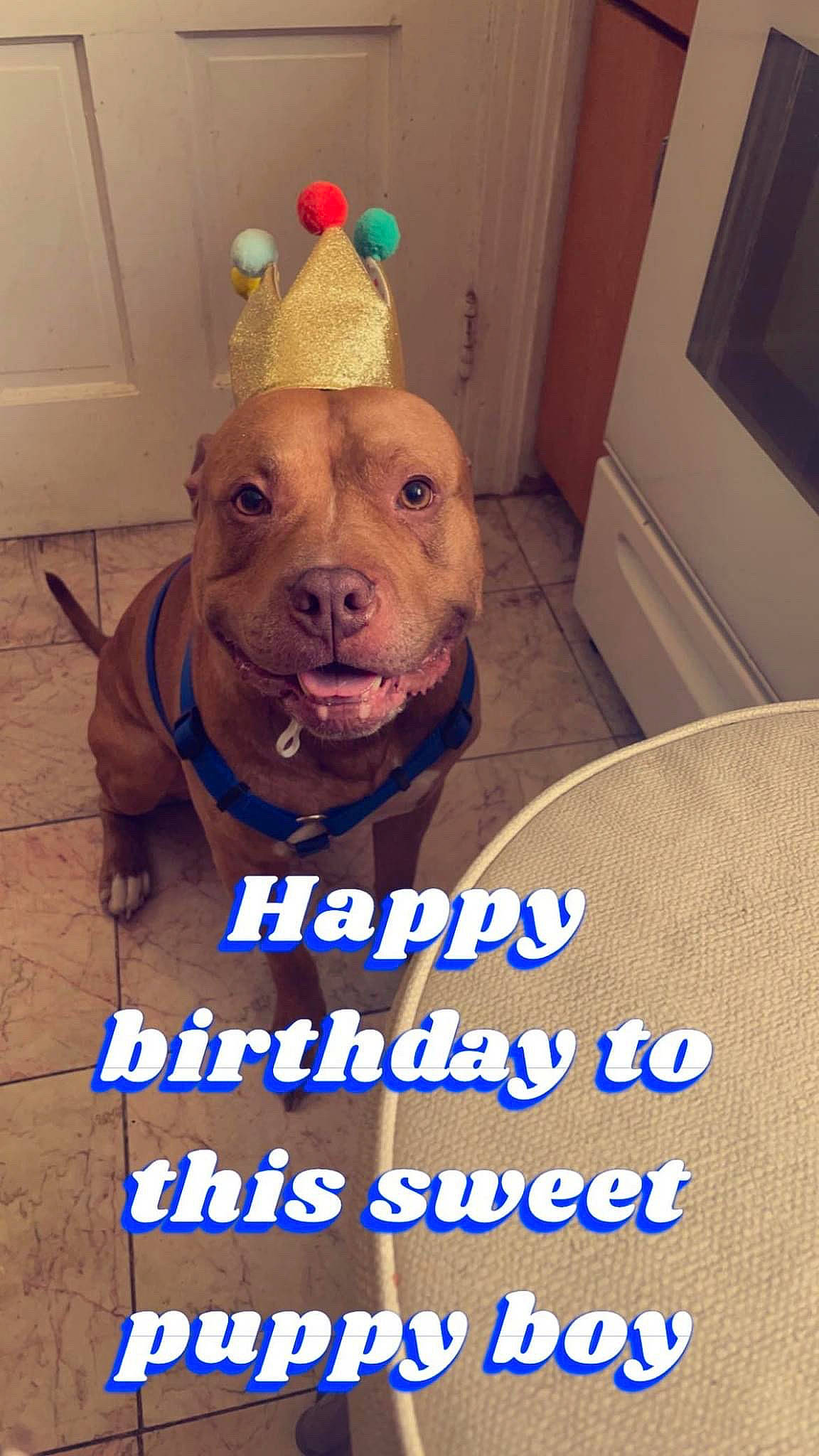 Titan is registered to the contest to win money with this photo: canidae, carnivore, companion_dog, costume_hat, dog, dog_breed, door, fawn, font, fur, happy, party_hat, party_supply, photo_caption, snout, sporting_group, suidae, toy, whiskers, working_animal