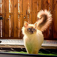 Nova participe au concours pour gagner de l'argent avec cette photo : cat, blue_eyes, fluffy, tail, grass, sunlight, wooden_fence, outdoor, pet, animal, cream_colored, domestic_cat, fur, whiskers, cute, alert, standing, nature, daylight, portrait