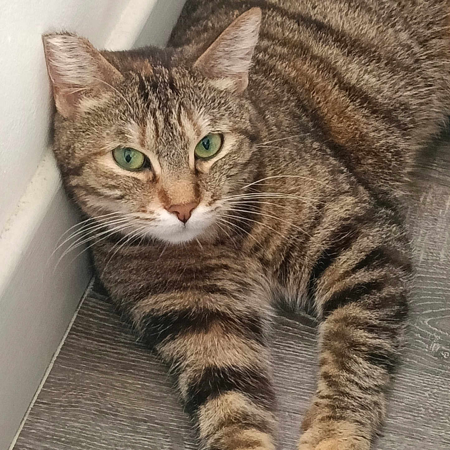 Oreillette a rejoint le concours — aidez-le/la à gagner de superbes lots ! cat, tabby, green_eyes, feline, pet, indoor, floor, wood_flooring, relaxed, stretching, whiskers, ears, fur, close_up, animal, domestic, cute, resting, calm, corner