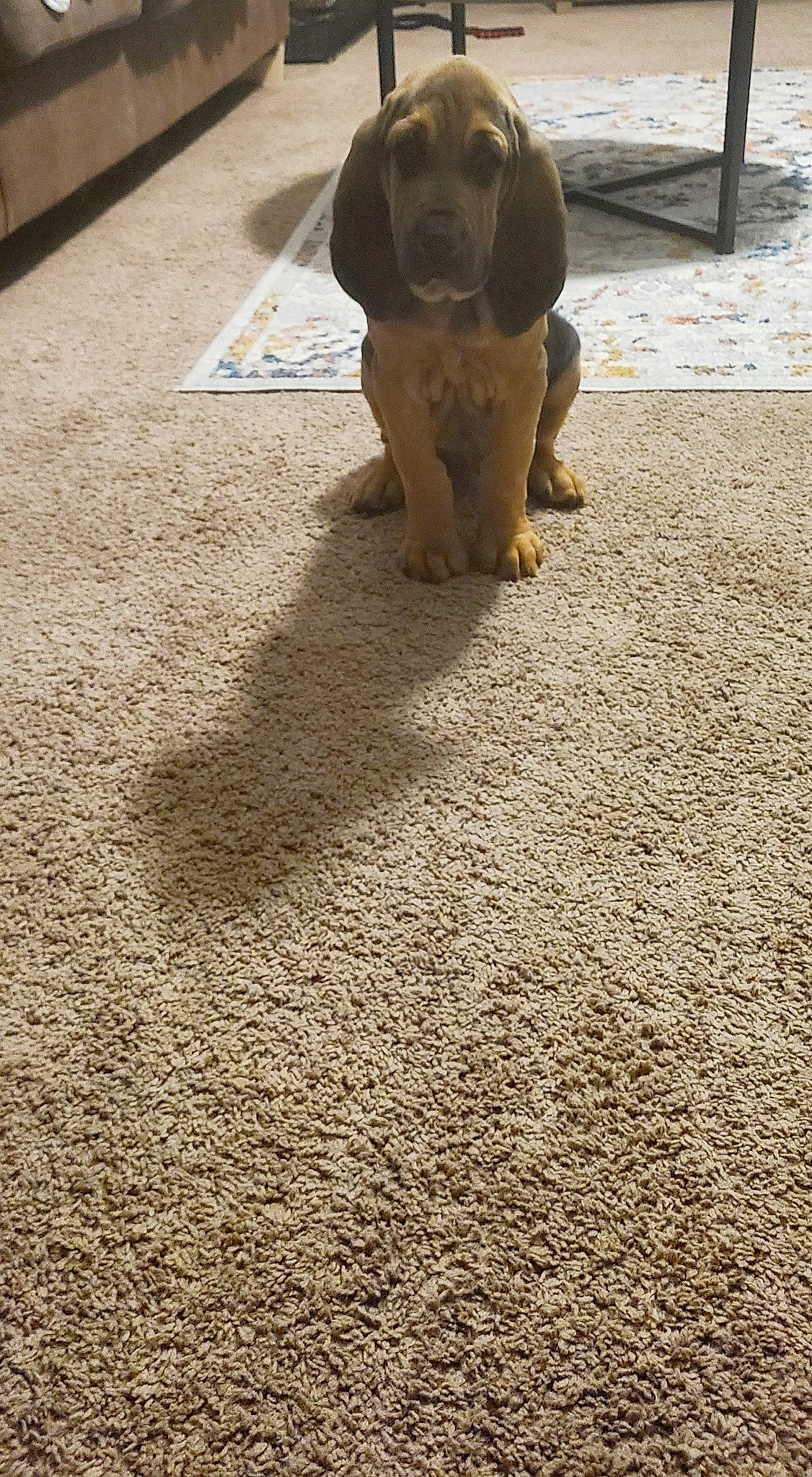 Goose Brown joined the competition — help win amazing prizes! asphalt, carnivore, companion_dog, dog, dog_breed, fawn, floor, flooring, grass, gun_dog, leash, liver, pet_supply, road_surface, sidewalk, snout, soil, tail, wood, working_animal