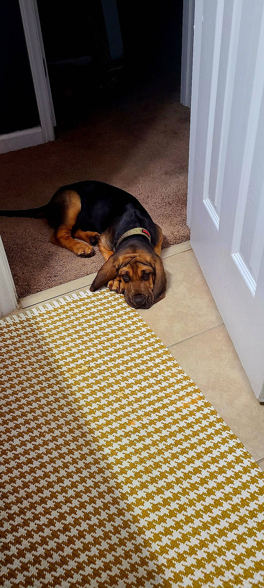 Goose Brown is registered to the contest to win money with this photo: brown, carnivore, comfort, companion_dog, dog, dog_breed, dog_supply, door, fawn, fixture, floor, flooring, hardwood, linens, pattern, pet_supply, room, snout, wood, working_animal