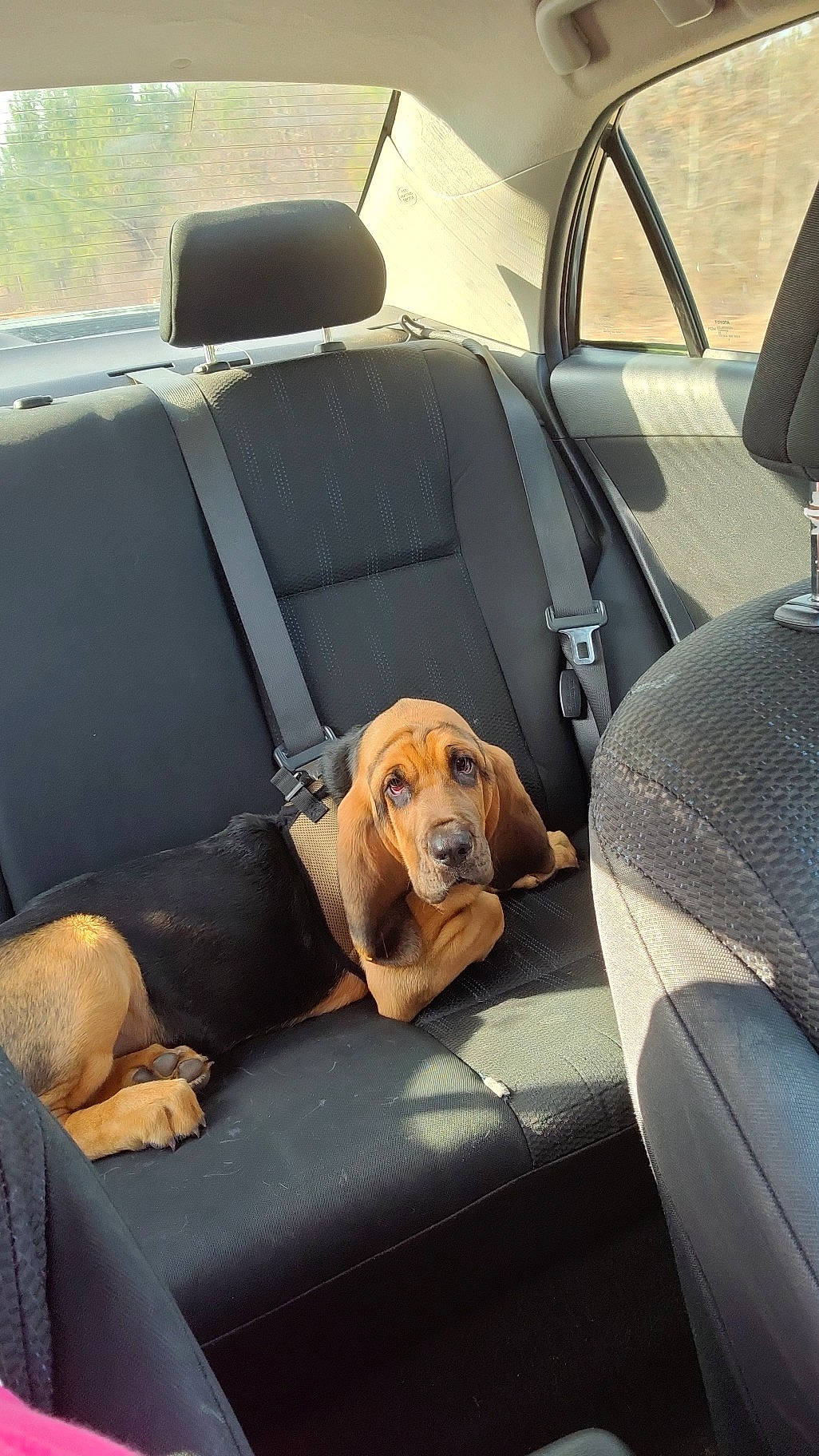 Goose Brown is registered to the contest to win money with this photo: auto_part, automotive_design, automotive_exterior, car, car_seat, car_seat_cover, carnivore, comfort, companion_dog, dog, dog_breed, fawn, head_restraint, motor_vehicle, personal_luxury_car, seat_belt, snout, tints_and_shades, vehicle, vehicle_door