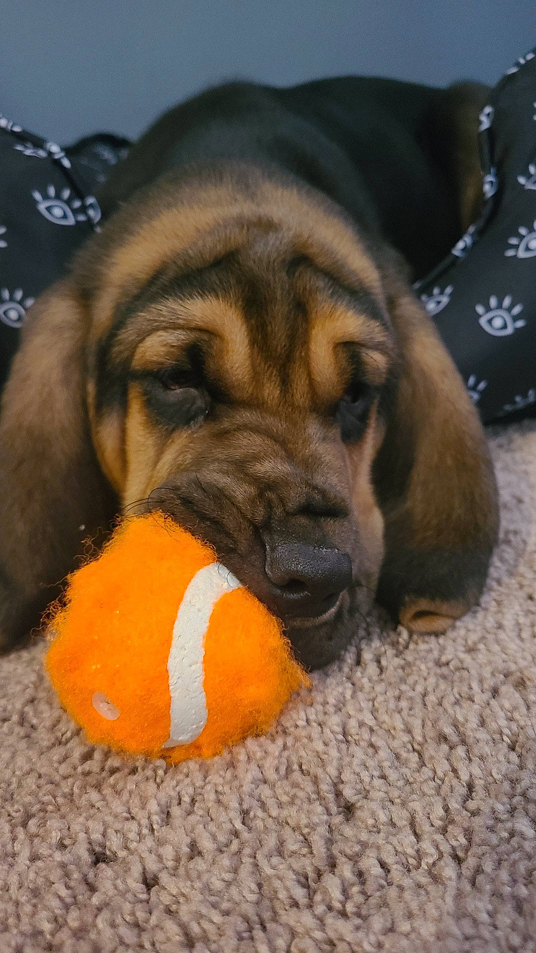 Goose Brown joined the competition — help win amazing prizes! ball, canidae, carnivore, citrus, comfort, companion_dog, dog, dog_breed, dog_supply, dog_toy, fawn, fur, paw, puppy, snout, sporting_group, tangerine, tennis_ball, terrestrial_animal, working_animal