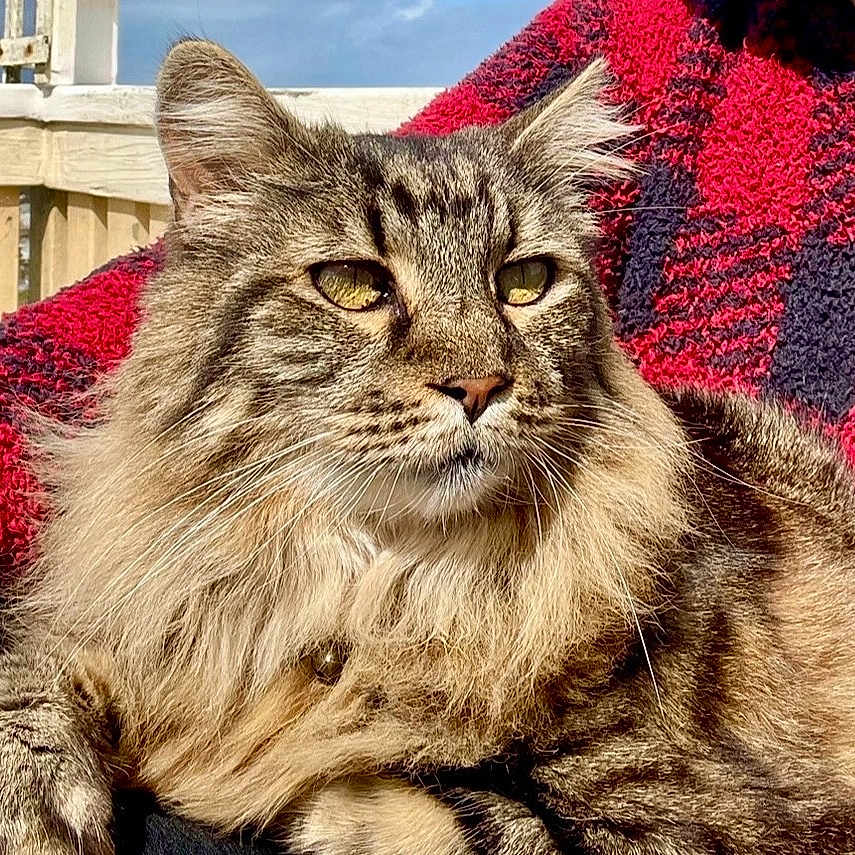 Leo The Lion is registered to the contest to win money with this photo: animal, black_clothing, cat, closeup, ears, feline, fluffy_fur, fur, lap, outdoor, person, pet, portrait, red_clothing, relaxing, sunlight, sweater, tabby_cat, whiskers, yellow_eyes