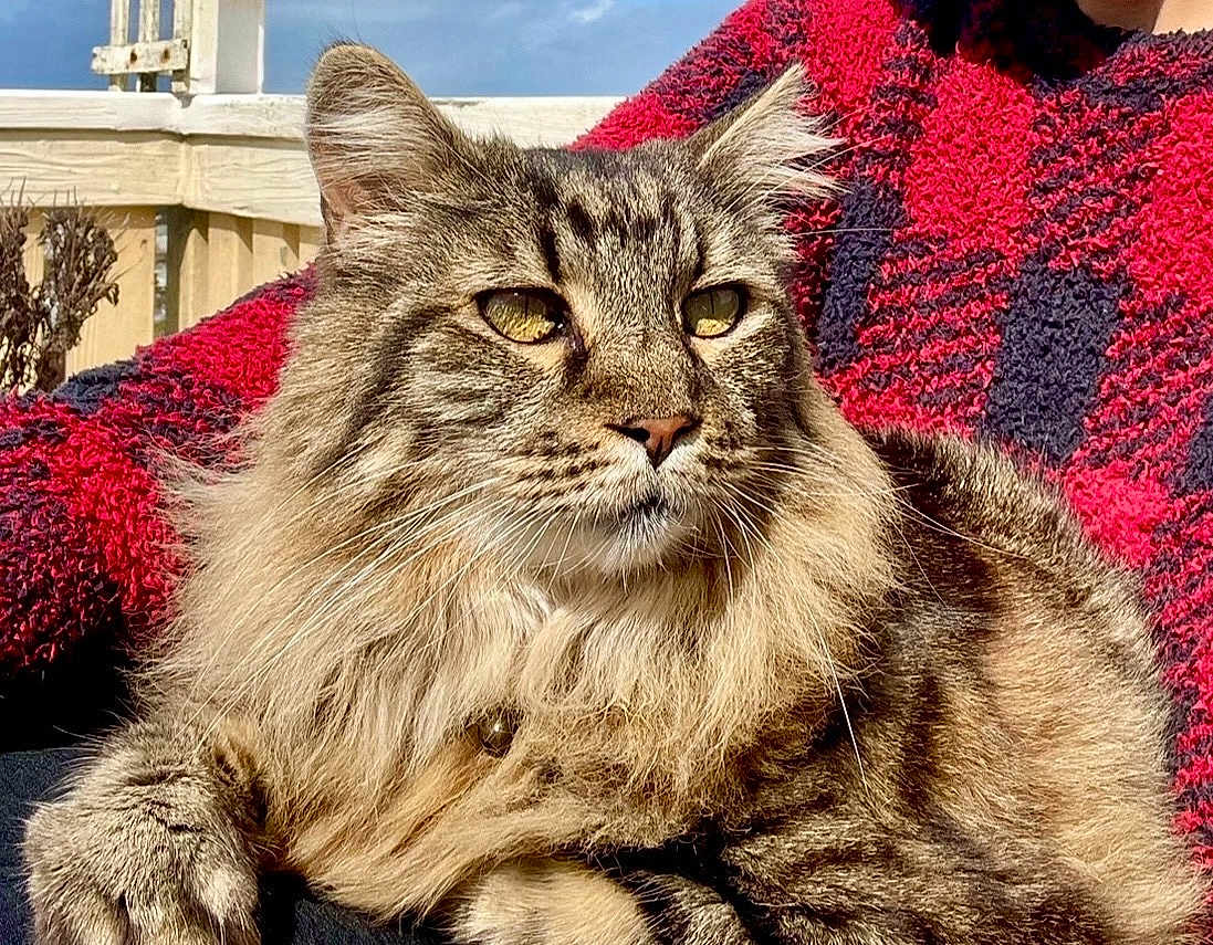 Leo The Lion is registered to the contest to win money with this photo: cat, tabby_cat, fluffy_fur, pet, animal, outdoor, sunlight, person, sweater, red_clothing, black_clothing, relaxing, lap, closeup, portrait, feline, whiskers, ears, yellow_eyes, fur