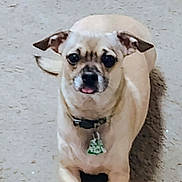 Bear is registered to the contest to win money with this photo: dog, pet, tan_coat, collar, tag, floor, cute, animal, small_dog, lying_down, looking_at_camera, ears, tongue_out, domestic_animal, indoor, shadow, front_legs, face, fur, companion