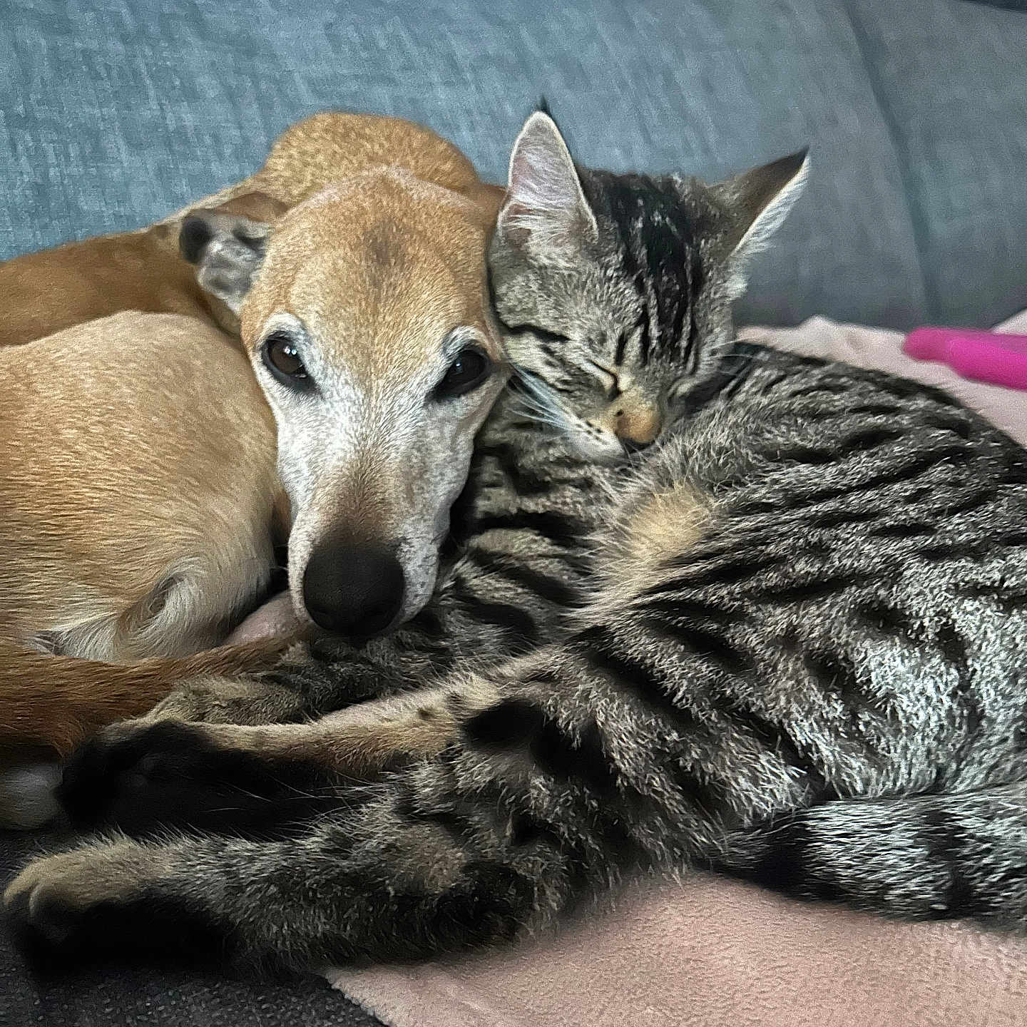 Ariel joined the competition — help win amazing prizes! animal, architecture, building, canine, cat, chair, couch, cushion, dog, furniture, homedecor, hound, indoors, interiordesign, kitten, livingroom, person, pet, room, sleeping