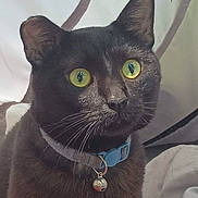 Raven joined the competition — help win amazing prizes! alert, animal, bell, black_cat, cat, closeup, collar, curious, domestic_cat, ears, face, feline, fur, indoor, looking, nose, pet, portrait, whiskers, yellow_eyes