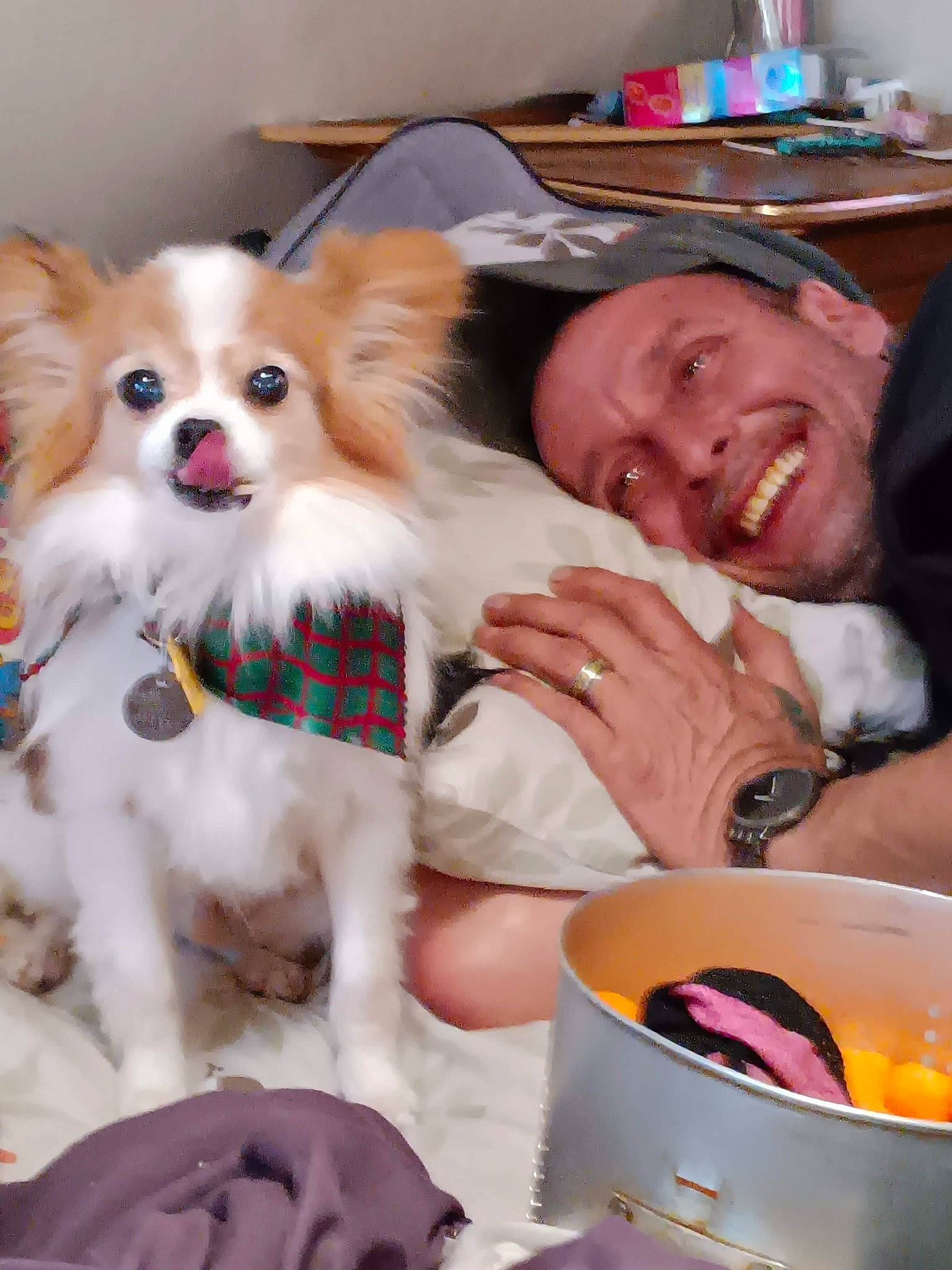 Tristan is registered to the contest to win money with this photo: carnivore, companion_dog, corgi_chihuahua, dog, dog_breed, dog_supply, event, fawn, fun, fur, happy, papillon, pet_supply, pomeranian, smile, sporting_group, tableware, toy_dog, whiskers, working_animal