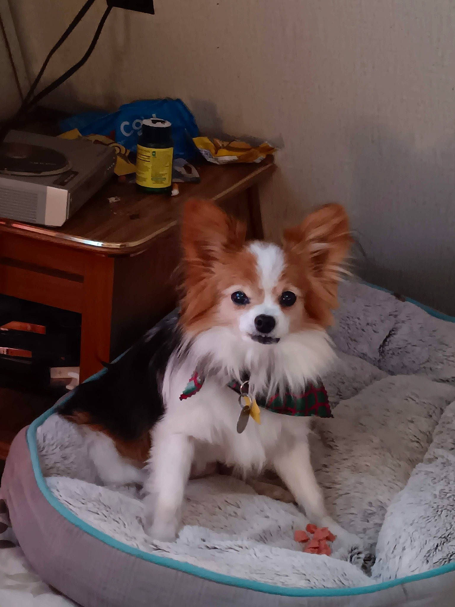 Tristan joined the competition — help win amazing prizes! box, canidae, carnivore, companion_dog, desk, dog, dog_breed, dog_supply, fawn, flooring, fur, papillon, pet_supply, snout, sporting_group, table, toy_dog, volpino_italiano, whiskers, working_animal