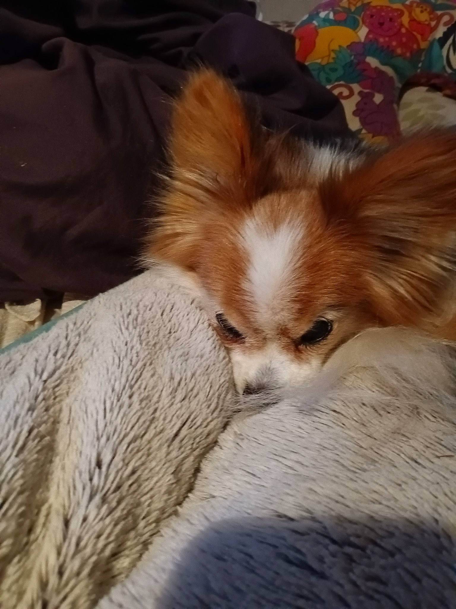 Tristan joined the competition — help win amazing prizes! canidae, carnivore, comfort, companion_dog, corgi_chihuahua, dog, dog_breed, ear, fawn, fur, liver, nap, puppy, sleep, snout, sporting_group, tail, terrestrial_animal, toy_dog, whiskers