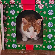 Simba is registered to the contest to win money with this photo: animal, candy_cane_pattern, cardboard_box, cat, close_up, cozy, curious, cute, domestic, feline, festive, holiday_theme, household, indoor, orange_cat, peppermint_pattern, pet, playful, white_cat, wooden_floor