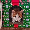 animal, candy_cane_pattern, cardboard_box, cat, close_up, cozy, curious, cute, domestic, feline, festive, holiday_theme, household, indoor, orange_cat, peppermint_pattern, pet, playful, white_cat, wooden_floor