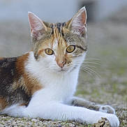 Cally a rejoint le concours — aidez-le/la à gagner de superbes lots ! alert, animal, calico_cat, cat, closeup, cute, domestic_animal, ears, eyes, feline, fur, grass, laying_down, mammal, nature, outdoor, pet, portrait, resting, whiskers