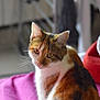 Cally participe au concours pour gagner de l'argent avec cette photo : animal, calico, cat, cozy, curious, cute, domestic, ears, eyes, feline, fur, home, indoor, looking_back, pet, pink_blanket, portrait, seated, soft_light, whiskers