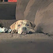 Bowser is registered to the contest to win money with this photo: dog, couch, indoor, resting, brown, pet, animal, face, canine, comfort, relaxed, fur, home, living_room, cozy, lying_down, cute, sleepy, paw, domestic_animal