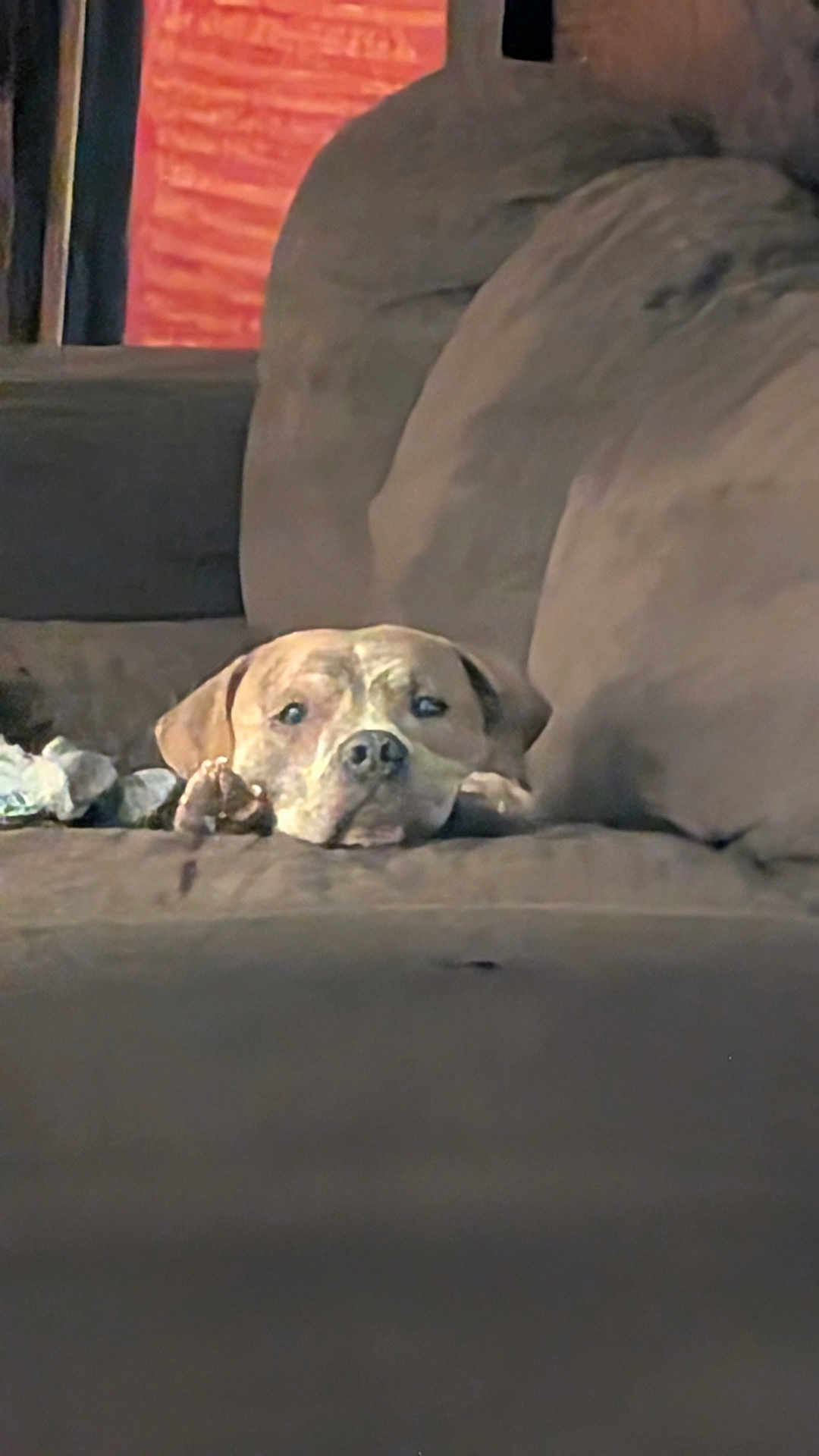 Bowser is registered to the contest to win money with this photo: dog, couch, indoor, resting, brown, pet, animal, face, canine, comfort, relaxed, fur, home, living_room, cozy, lying_down, cute, sleepy, paw, domestic_animal