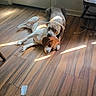animal, brown_dog, canine, companion, dog, door, floor, floorboards, home, indoor, laying_down, peaceful, pets, quiet, relaxing, resting, shadow, sunlight, white_dog, wooden_floor