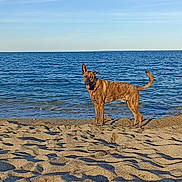 Skoll participe au concours pour gagner de l'argent avec cette photo : dog, beach, sand, ocean, water, sky, sunlight, brindle, animal, canine, outdoor, nature, summer, coast, shore, vacation, pet, playful, landscape, daytime