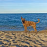 animal, beach, brindle, canine, coast, daytime, dog, landscape, nature, ocean, outdoor, pet, playful, sand, shore, sky, summer, sunlight, vacation, water